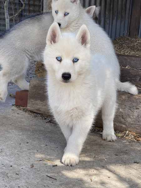 Gumtree husky best sale for sale