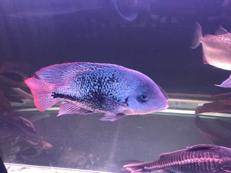 vieja cichlid for sale