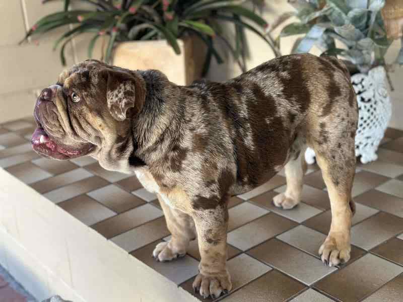 Black seal best sale merle english bulldog