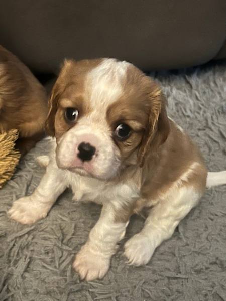 Charles Cavalier King Gumtree Cavachon Cavalier King Charles Dogs