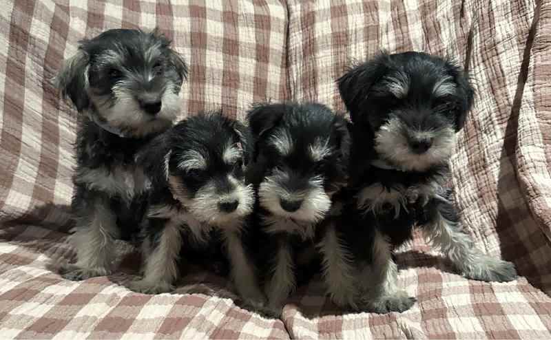 Gumtree schnauzer hot sale puppies