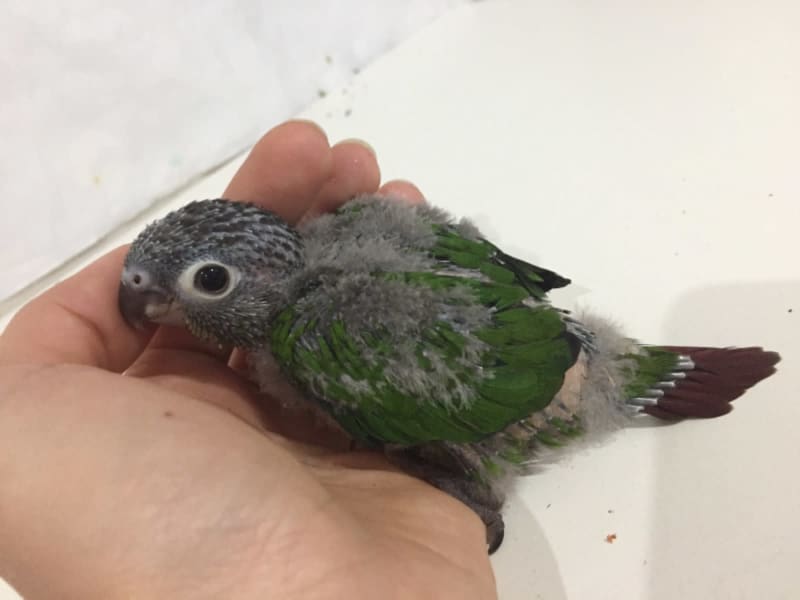 green cheek conure gumtree