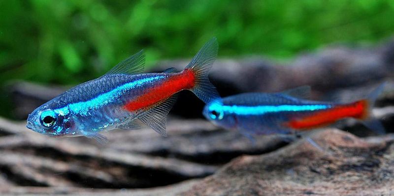 Neon Tetra Fish JUMBO Special $2 - Melbourne Tropical Fish Dandenong | Fish  | Gumtree Australia Greater Dandenong - Dandenong | 1295151965