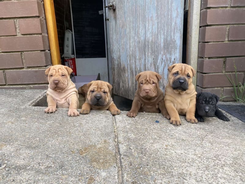 Shar pei best sale puppies gumtree