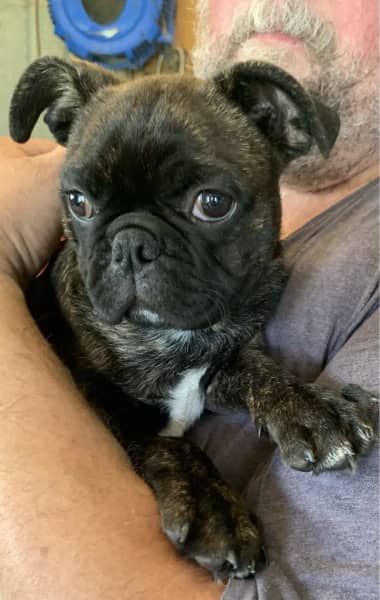 Boston terrier pug outlet mix puppies for sale