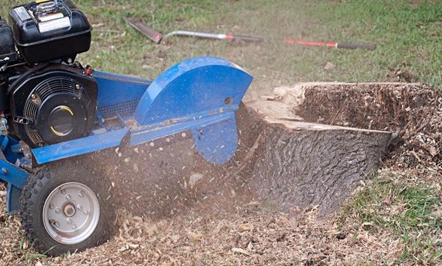 Tree removed or trimmed?62863416787457114