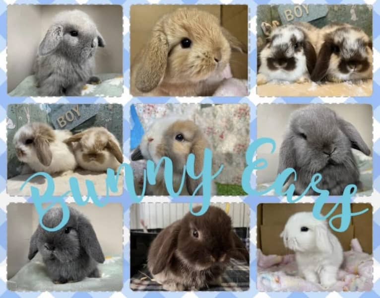 For Sale Lop Dwarf Rabbit Purebred Mini Lop Bunny Rabbits
