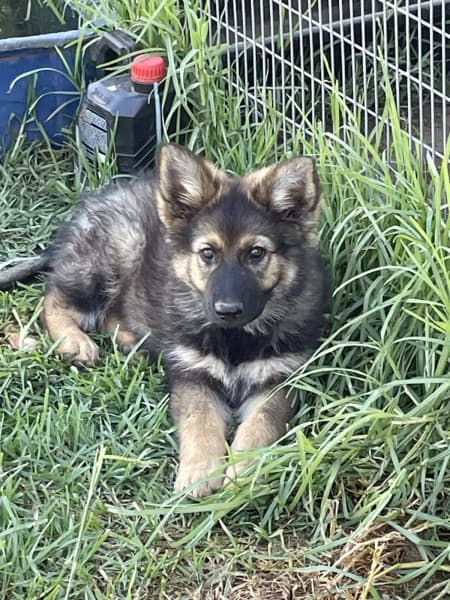 Gumtree hot sale german shepherd