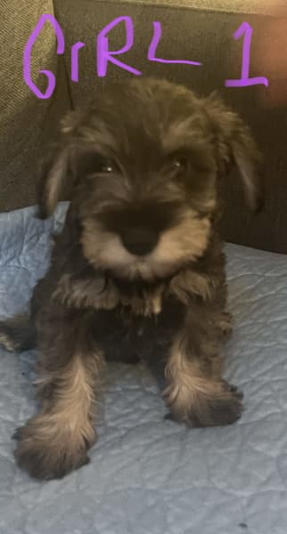 Schnauzer gumtree sale