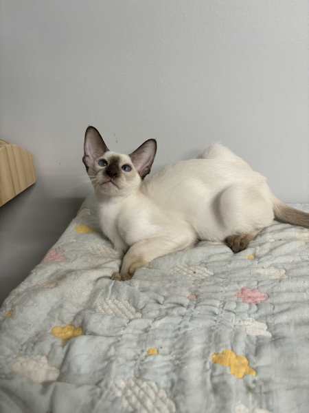 Siamese hot sale cat gumtree