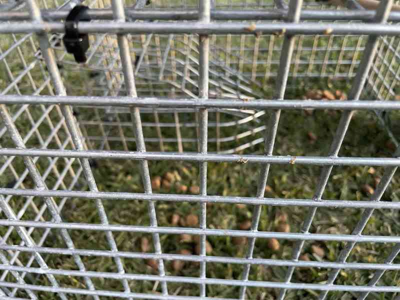 Traps mark MYNA BIRD63004363128321118