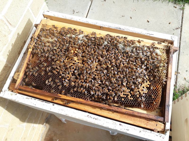 Bee Swarm Removal - Wagga area62863393194369114
