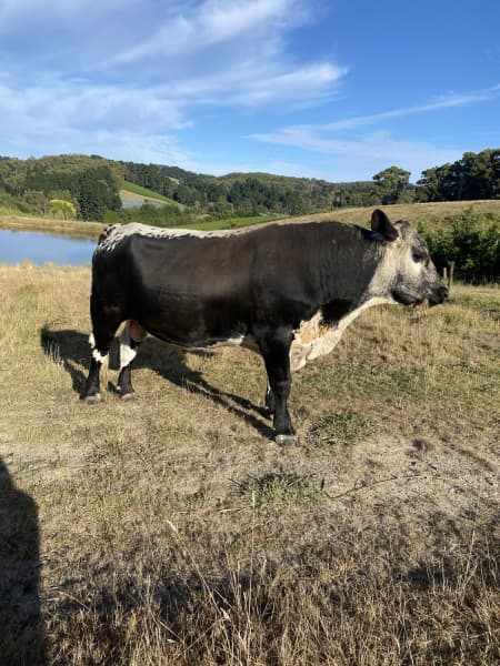 Speckle Park Heifer for sale, Other Home & Garden, Gumtree Australia  Adelaide Hills - Lobethal