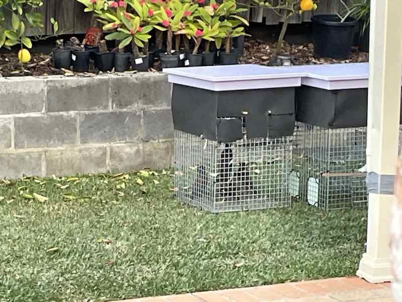 Traps mark MYNA BIRD63004363128321113