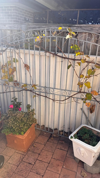 Metal Gate 63012914660738111