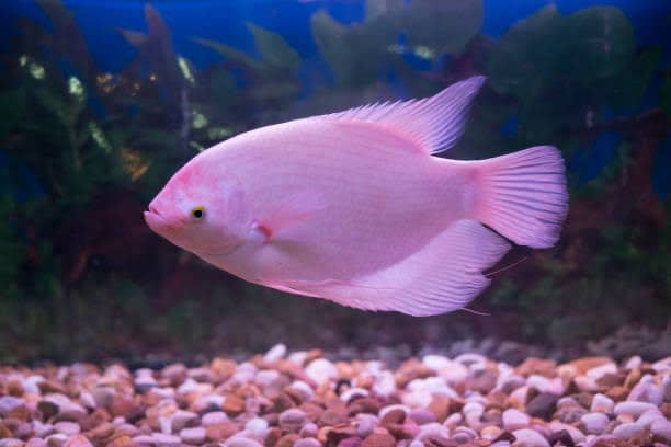 giant pink gourami