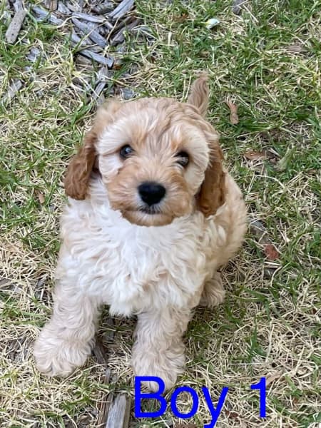 Gumtree cavachon best sale