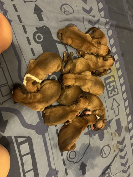 Rhodesian ridgeback hot sale gumtree