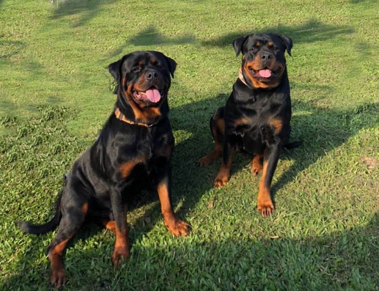 Rottweiler puppies for sale1 | Dogs & Puppies | Gumtree Australia Brisbane  South East - Rochedale South | 1310311928