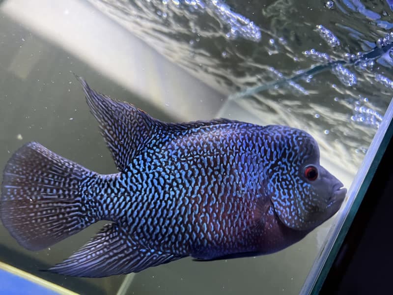 gumtree flowerhorn