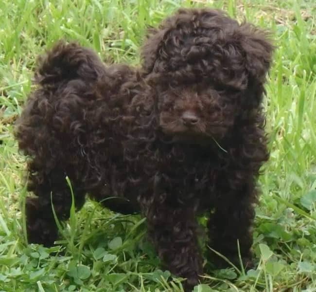 Beautiful Dark Chocolate Toy Poodle Girl | Dogs & Puppies | Gumtree  Australia Gundagai Area - Gundagai | 1308924562