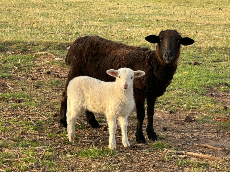 beautiful sheep baby