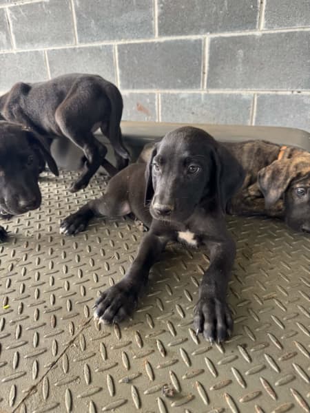 Great dane best sale puppies gumtree