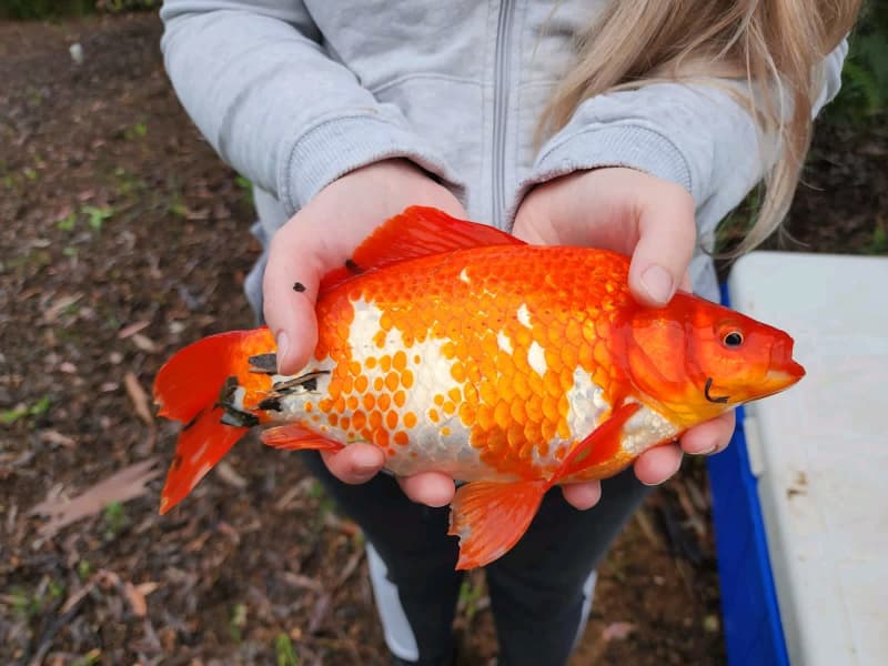 big gold fish for sale