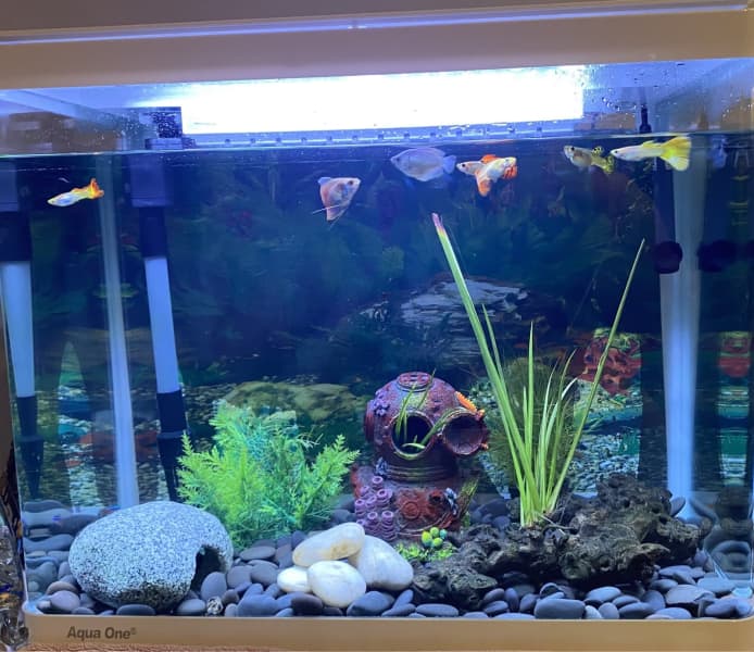 fish tank on sale near me