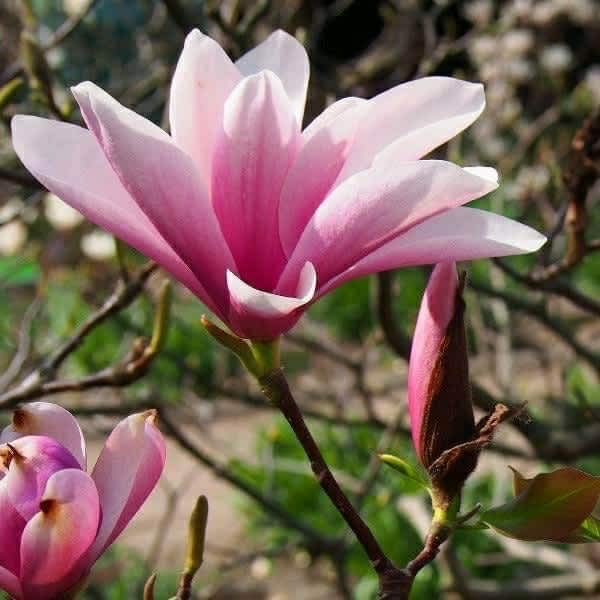 magnolia in New South Wales | Plants | Gumtree Australia Free Local  Classifieds