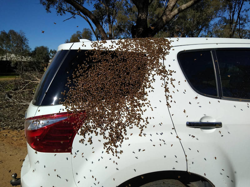 Bee Swarm Removal - Wagga area62863393194369110