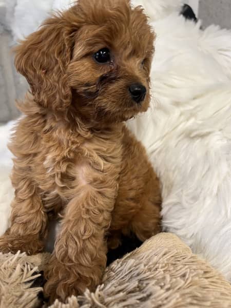 Toy sale cavoodle gumtree