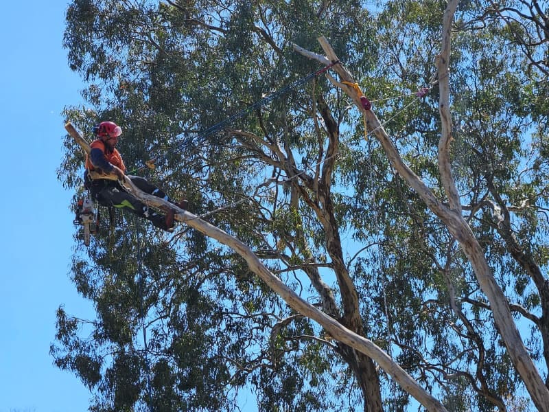 Eid Tree Services62863417940738112