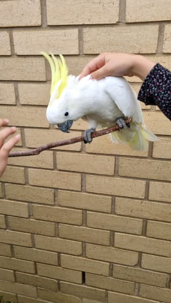 Hand-Tamed, Friendly Baby Cockatoos | Birds | Gumtree Australia Hume Area -  Roxburgh Park | 1266885333