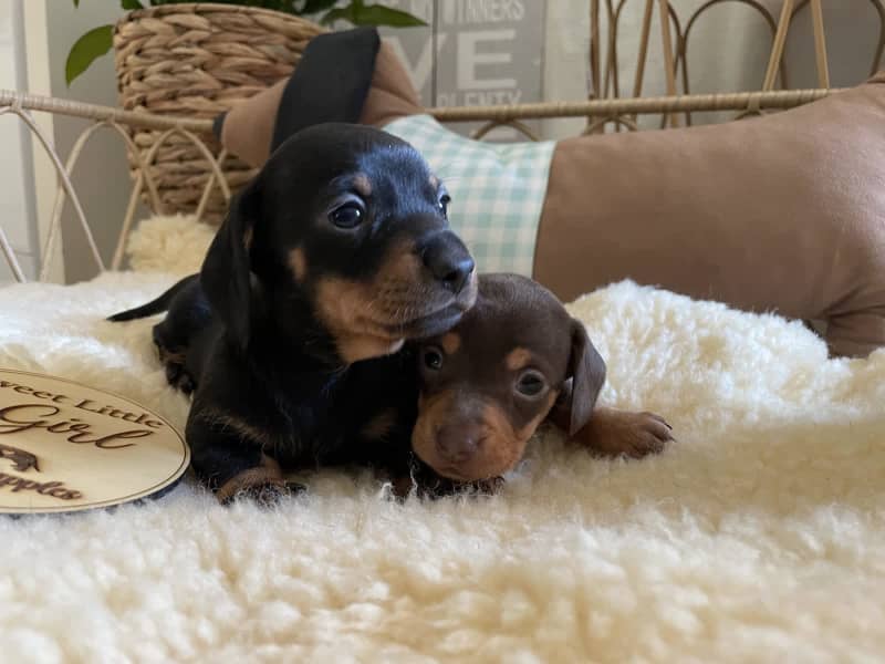 sausage dogs for sale gold coast