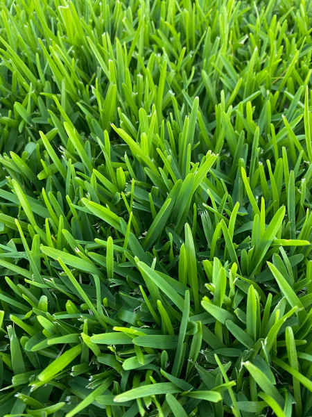 Zoysia, Buffalo, Kikuyu, Couch Turf Available!!! $9/m263012913518082113