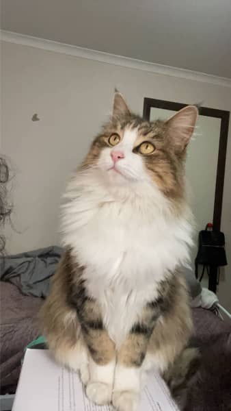 Gumtree best sale missing cat