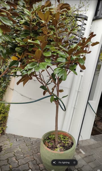 Teddy Bear Magnolia Plants in Large Pots : $190 each negotiable | Plants |  Gumtree Australia Adelaide City - North Adelaide | 1302799611