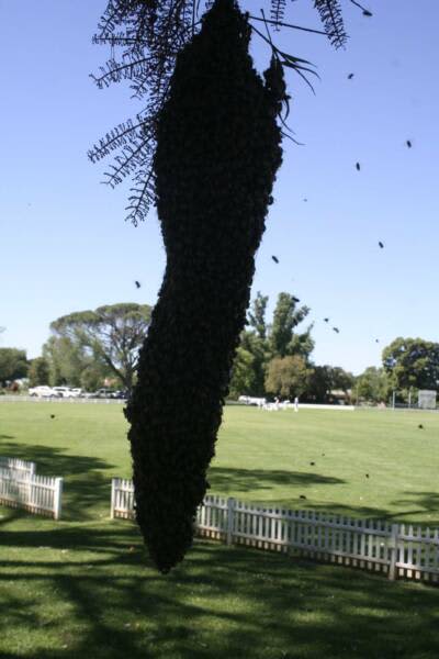 Bee Swarm Removal - Wagga area62863393194369111