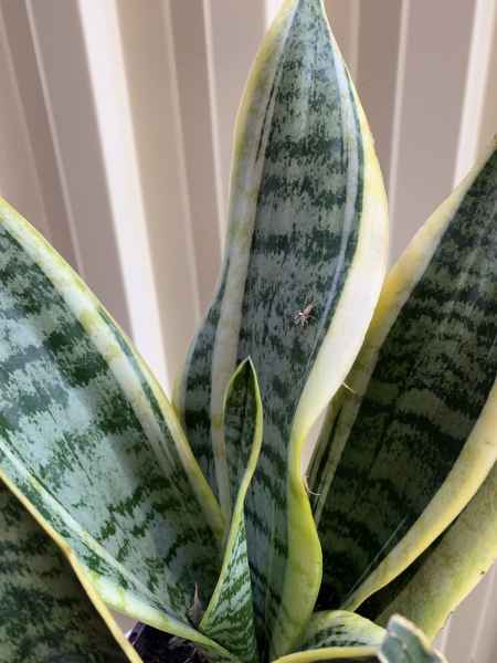 white spots on snake plant - airplanedingdongsoundmp3download