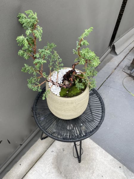 Prostrata Juniper Garden Bonsai Tree - 24 Inch Box