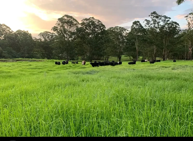 36-Acre Lifestyle Block - Golf Course-Like Pastures & Valley Views62885362182018112