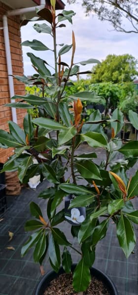 Established Large Kay Parris Magnolia Evergreen Grandiflora Tree | Plants |  Gumtree Australia Campbelltown Area - Ingleburn | 1305093028