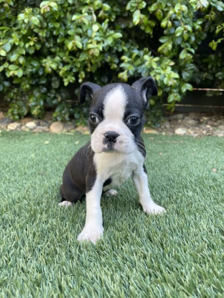 Boston terrier puppies hot sale for sale gumtree