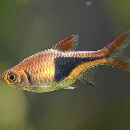 Harlequin Rasbora fish / tropical fish Fish Gumtree - Main Image