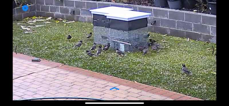 Traps mark MYNA BIRD63004363128321112