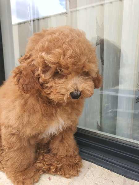 harga toy poodle