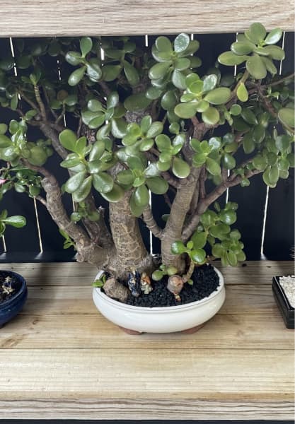 Old bougainvillea bonsai stock tree | Plants | Gumtree Australia Logan Area  - Regents Park | 1308445093