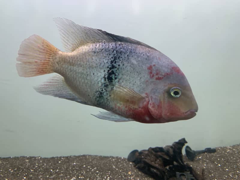 black belt cichlid for sale