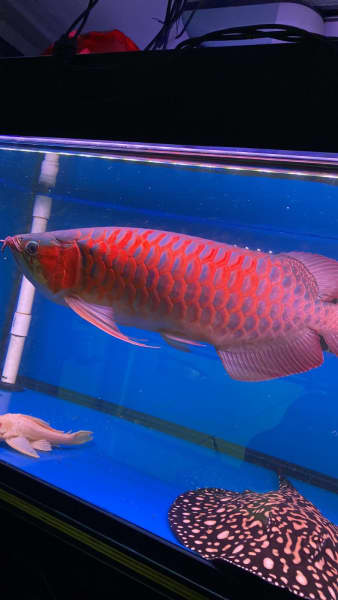 sr arowana